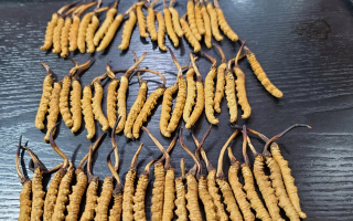 吃冬蟲夏草對(duì)身體的好處