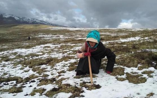 冬蟲夏草產(chǎn)地主要在哪個(gè)省