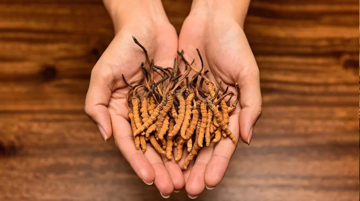 冬蟲(chóng)夏草怎么食用效果好？掌握這些方法發(fā)揮最大功效