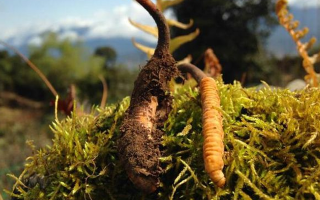 如何挑選新鮮冬蟲夏草？掌握這幾個關鍵要點