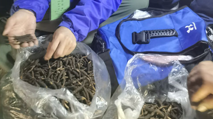 <a href=http://m.dxpav.com/xinxian/ target=_blank class=infotextkey>新<a href=http://m.dxpav.com/xinxian/ target=_blank class=infotextkey>鮮冬蟲夏草</a></a>的正確食用指南