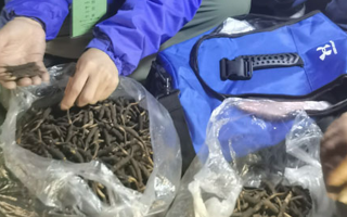 新鮮冬蟲夏草的正確食用指南