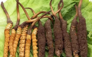 吃新鮮冬蟲夏草后拉肚子？原因與應(yīng)對方法解析