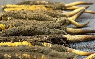 新鮮冬蟲(chóng)夏草可以泡水喝嗎？正確方法與功效解析