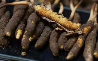 冬蟲夏草適合哪些人群？精準(zhǔn)滋補(bǔ)指南