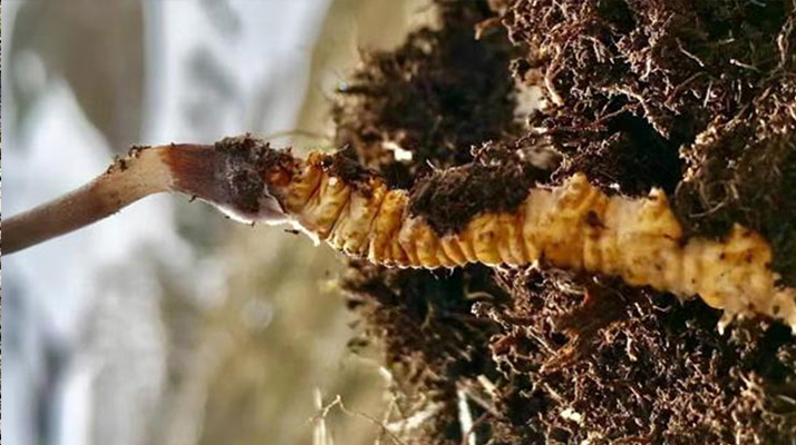 探尋鮮冬蟲夏草收購(gòu)之路