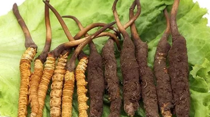 真空鎖鮮:<a href=http://m.dxpav.com/xinxian/ target=_blank class=infotextkey>新<a href=http://m.dxpav.com/xinxian/ target=_blank class=infotextkey>鮮冬蟲夏草</a></a>的科學(xué)保存方法