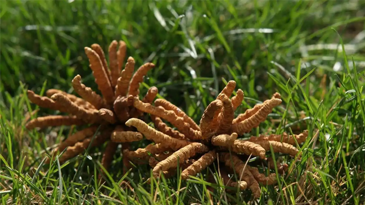 冬蟲夏草價格剖析：探尋滋補(bǔ)珍品的價值密碼