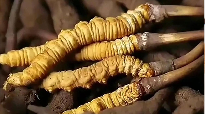 鮮享自然饋贈(zèng)：種植鮮冬蟲(chóng)夏草的科學(xué)食用指南