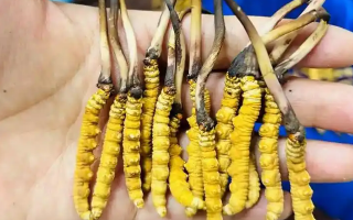 冰鮮冬蟲夏草能吃嗎？科學(xué)解讀與食用指南