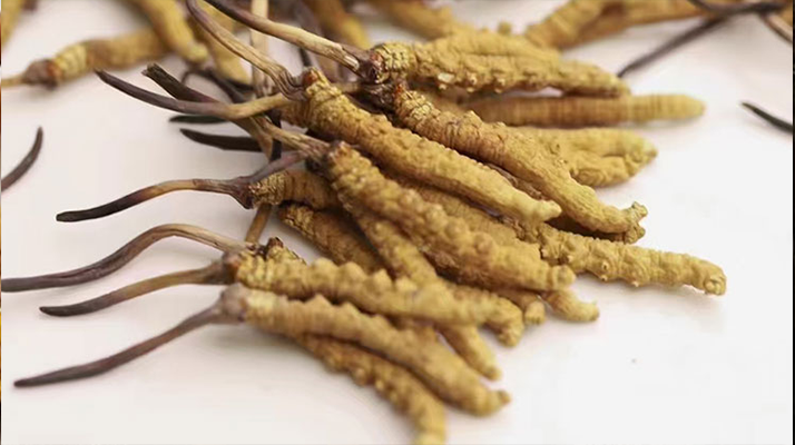 賣冬蟲夏草的地方哪里有？全面解析購買渠道與選購策略