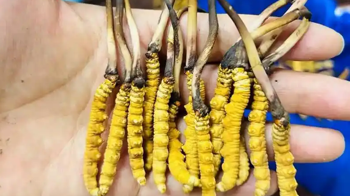 冬蟲夏草吃鮮的還是干的？一場關于自然饋贈的現(xiàn)代抉擇
