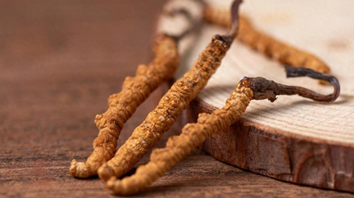 吃冬蟲(chóng)夏草的好處有哪些？科學(xué)解讀這株"雪山黃金"的養(yǎng)生價(jià)值