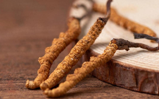 吃冬蟲(chóng)夏草的好處有哪些？科學(xué)解讀這株"雪山黃金"的養(yǎng)生價(jià)值