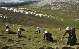 西藏鮮冬蟲夏草那曲蟲草