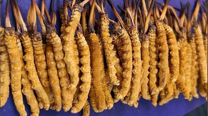 那曲新鮮<a href=http://m.dxpav.com/jianbie/ target=_blank class=infotextkey>冬蟲夏草鑒別</a>