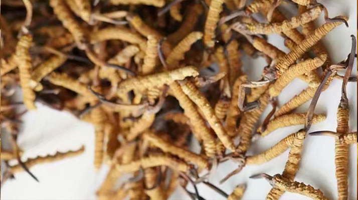 冬蟲(chóng)夏草產(chǎn)地怎樣分布的