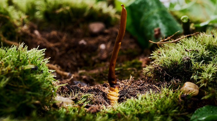 純天然野生新鮮冬蟲夏草：大自然的珍稀饋贈(zèng)
