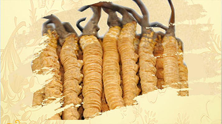 <a href=http://m.dxpav.com/ target=_blank class=infotextkey>冬蟲夏草</a>夏天如何保存