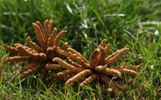 怎么辨別冬蟲夏草真?zhèn)?> </div>
            <div   id=