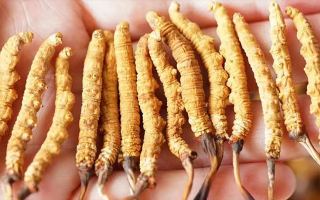 冬蟲夏草怎么辨別味道