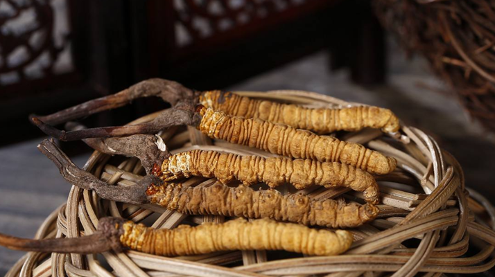 怎么辨別真的冬蟲(chóng)夏草