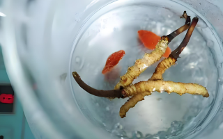 冬蟲夏草一天長多少株正常？揭開“靈芝之王”的成長秘密