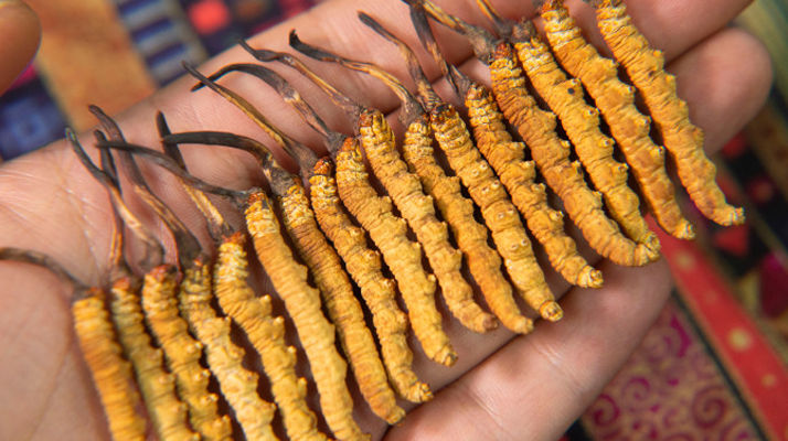 沈陽(yáng)哪里有賣(mài)冬蟲(chóng)夏草的