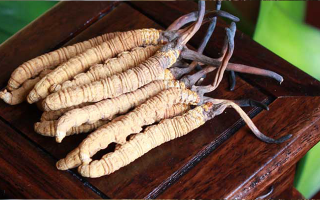 冬蟲(chóng)夏草應(yīng)該怎么存放