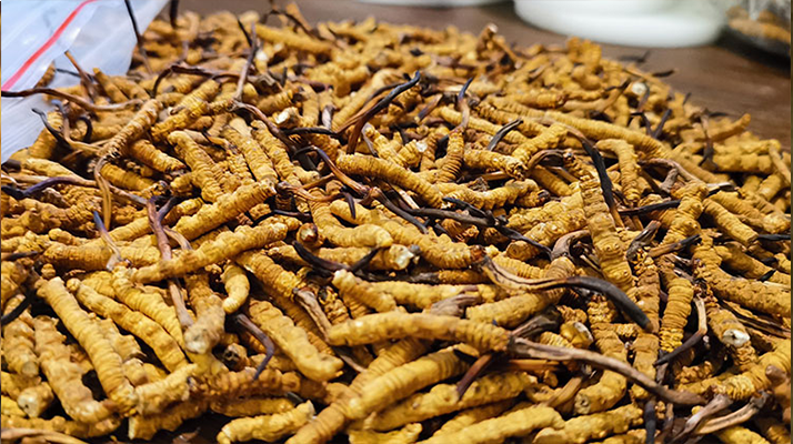 冬蟲(chóng)夏草與百合能合用嗎