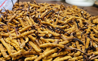 冬蟲(chóng)夏草與百合能合用嗎