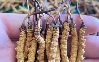 冬蟲夏草等級(jí)怎么辨別？專業(yè)指南教你識(shí)別優(yōu)劣真?zhèn)?> </div>
            <div   id=