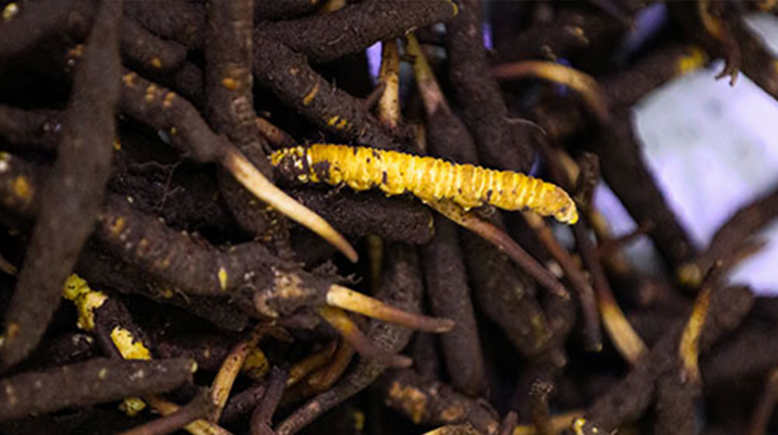 新鮮冬蟲夏草可以冷凍嗎？科學(xué)保存指南來了