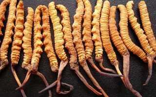 深圳冬蟲夏草價格指南：一克多少錢？