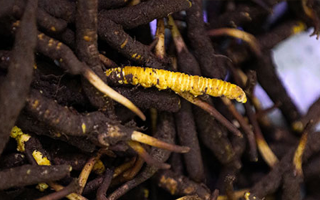 新鮮冬蟲夏草可以冷凍嗎？科學(xué)保存指南來了