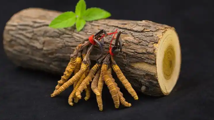 冬蟲夏草一開始長什么樣？從幼蟲到蟲草雛形的生長歷程