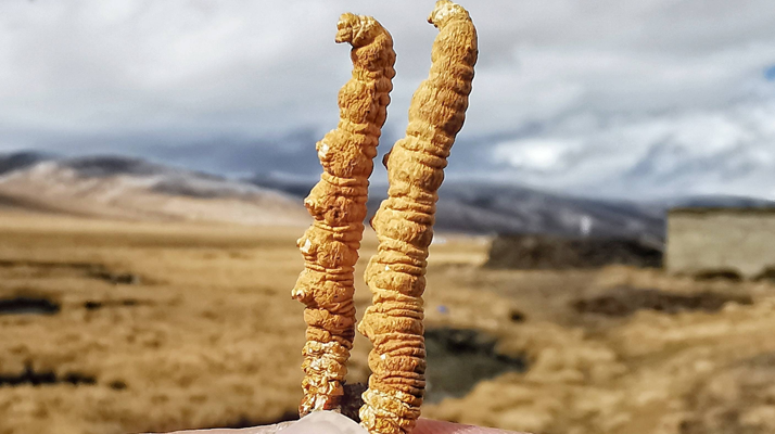 冬蟲夏草干了之后什么樣？