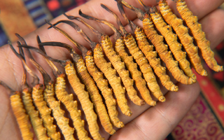 冬蟲夏草幾年保質(zhì)期？不同形態(tài)與儲存方式影響詳解