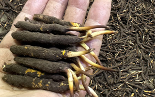 一天一根新鮮冬蟲夏草，這些功效藏不住