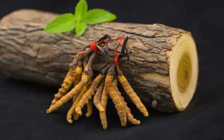 冬蟲夏草一開始長什么樣？從幼蟲到蟲草雛形的生長歷程