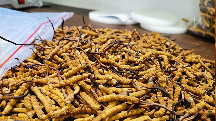 冬蟲(chóng)夏草：泡水喝還是煮一下？?jī)煞N食用方式的全面對(duì)比