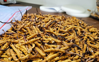 冬蟲(chóng)夏草：泡水喝還是煮一下？?jī)煞N食用方式的全面對(duì)比