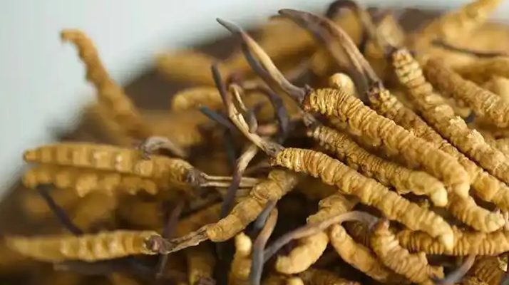 正品冬蟲夏草的藥用價值：從傳統(tǒng)智慧到現(xiàn)代科學的雙重印證