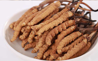 新鮮冬蟲夏草能煮水喝嗎？答案與正確方法都在這