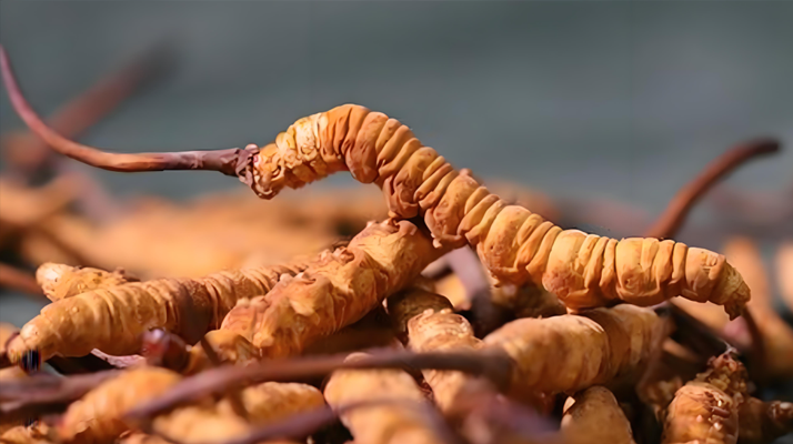 冬蟲夏草泡酒全攻略：所需材料、選材標準與準備指南