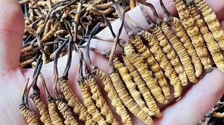 冬蟲(chóng)夏草適宜哪些人群?