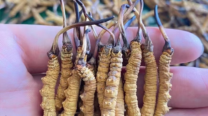 冬蟲夏草怎么辨別真假？6 個實用鑒別方法