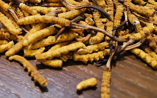 鮮冬蟲夏草煮多久？掌握時長，鎖住營養(yǎng)與鮮味