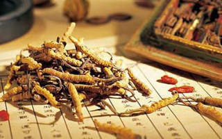 冬蟲夏草適合老人吃嗎？科學(xué)分析與食用建議