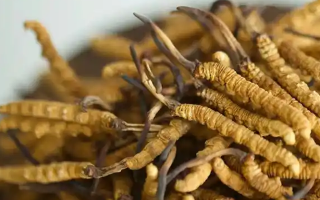 解密 “大個頭” 冬蟲夏草：何為優(yōu)質(zhì)大蟲草，價值何在？